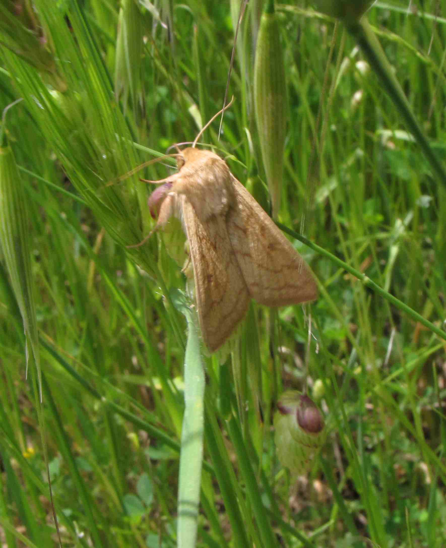 falena marrone - Mythimna (Mythimna) vitellina